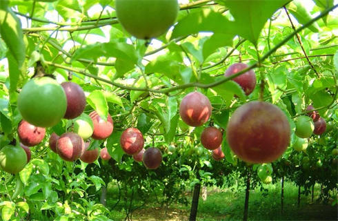 Đẩy mạnh phát triển trồng cây chanh leo, hướng đi mới của người dân Bắc Kạn.