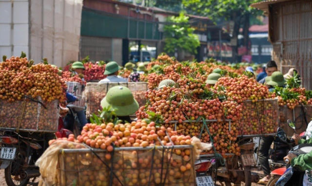 Mỗi đồng doanh thu vải thiều “cõng” 40% chi phí logistics