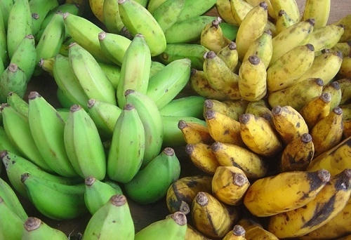 Những quả chuối chín do hóa chất có màu khá bắt mắt.