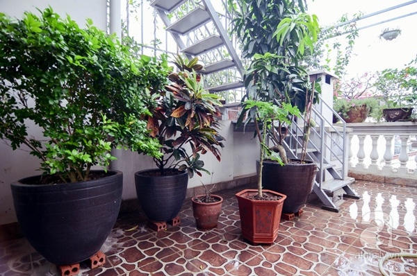 M&ecirc; mẩn với khu vườn xanh mướt gần 100m&sup2; tr&ecirc;n s&acirc;n thượng ở Ba Đ&igrave;nh, H&agrave; Nội