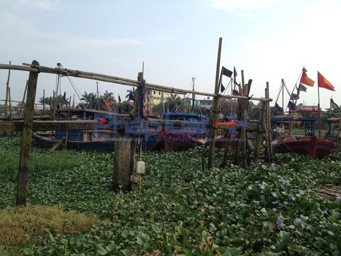 Tại bến đậu của ngư dân xã Thụy Trường có khoảng hơn chục thuyền bè nằm im từ nhiều tháng nay còn tại bến đậu của ngư dân xã Thụy Xuân (khu vực cống Diêm Điền), con số này rơi vào khoảng 43 chiếc. Bèo tốt um tùm, nước dâng trôi đắp kín thuyền. Ảnh: Trung Du.