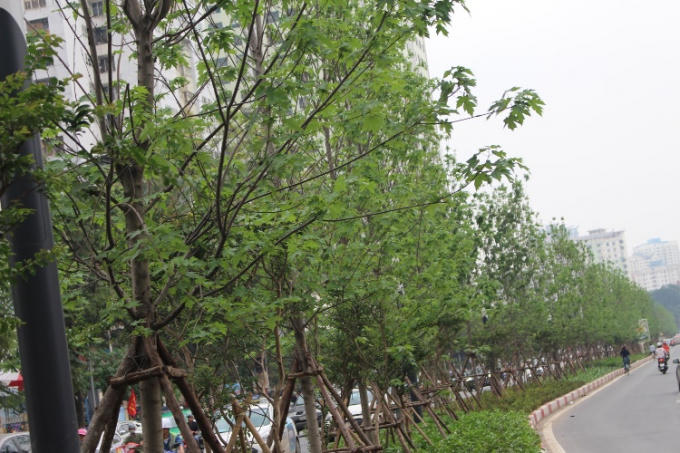 Cùng chờ đón hàng cây phong vào mùa rụng lá để tận mắt ngắm nhìn hàng cây lá đỏ xứ ôn đới ở đất nước nhiệt đới.