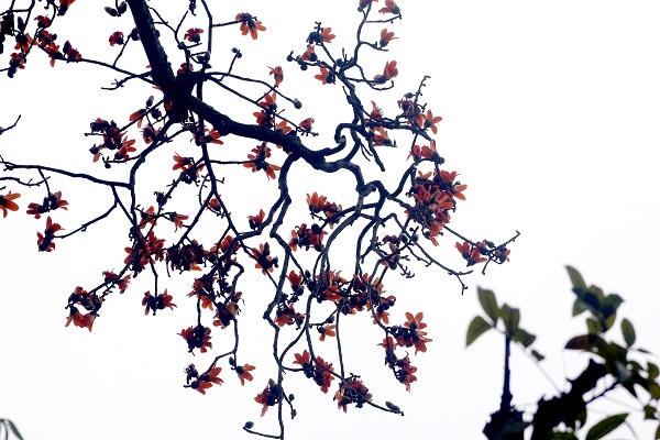 Nồng n&agrave;n hoa gạo th&aacute;ng 3