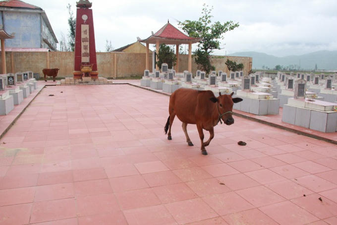 Quảng B&igrave;nh: Nghĩa trang Liệt sỹ &ldquo;tan n&aacute;t&rdquo; do b&ograve; thả r&ocirc;ng x&acirc;m hại