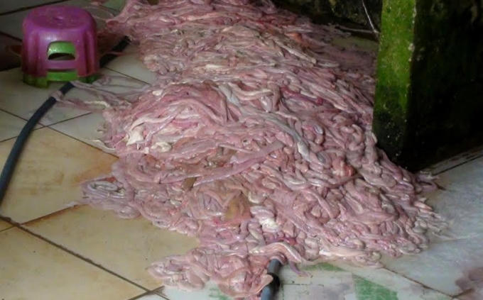 Lòng lợn được bỏ dưới sàn nhà trông rất mất vệ sinh.