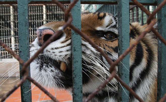 Khi thấy nhân viên gọi tên, Beo tiến lại gần và húc nhẹ đầu vào thanh sắt thể hiện tình cảm. Nhưng khi có người lạ, Beo lập tức gầm rú liên hồi để chứng tỏ là con đầu đàn, luôn muốn bảo vệ những con hổ khác. "Nó đặc biệt phản ứng khi thấy nhiều người tới thăm", chị Trần Thị Thu Hằng, bác sĩ thú y nói.