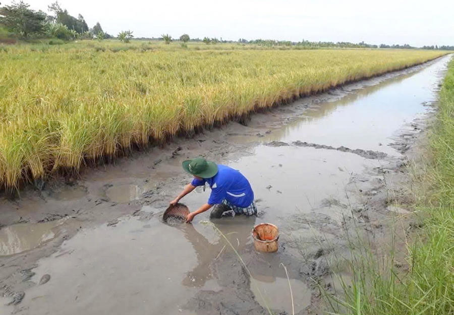 Diện tích nuôi tôm của Cà Mau năm 2025 đạt trên 428.900 ha; sản lượng lúa đạt hơn 1,91 triệu tấn.