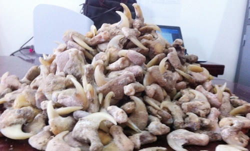 680 móng vuốt động vật nghi của hổ được thu giữ tại nhà đối tượng Cao Văn Võ (ảnh Hiến Chương).