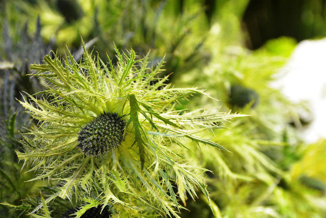 Đ&acirc;y là những b&ocirc;ng hoa Sao &ldquo;khủng&rdquo; có đường kính b&ocirc;ng khoảng hơn 10cm, loại thường chỉ khoảng 5 &ndash; 6cm