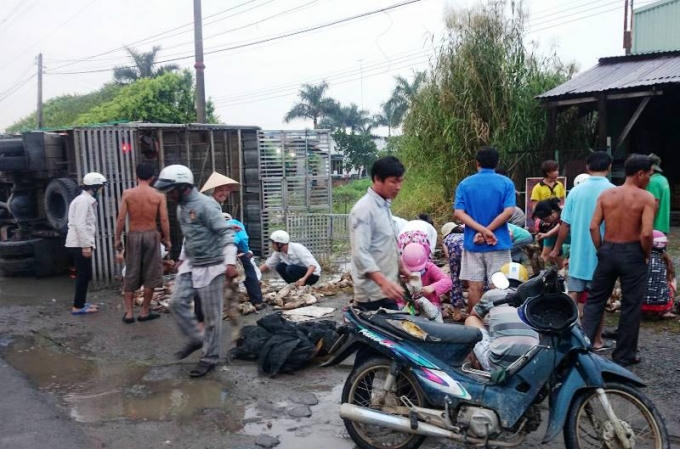 Hiện trường chiếc xe chở vịt bị lật.