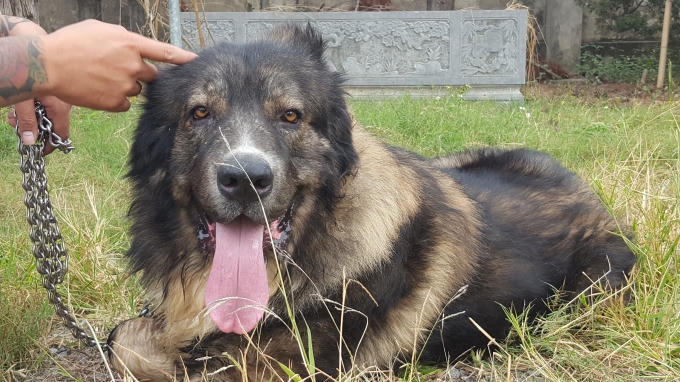 Những chú chó có giá hàng nghìn USD tại Hà Nội có hình dáng ra sao?