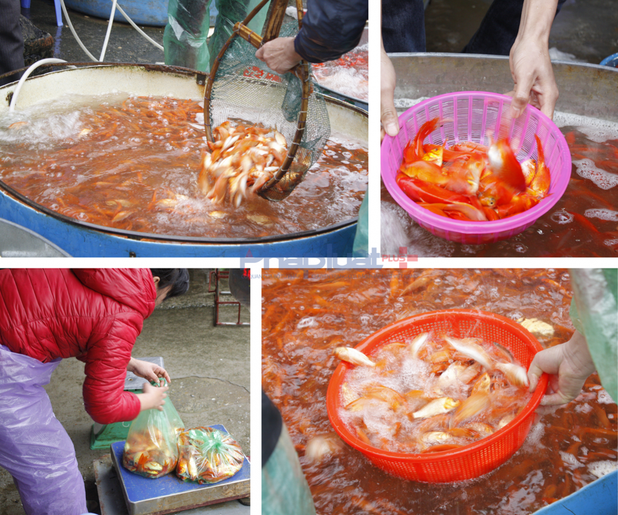 Đặc biệt trong mâm cơm cúng, người Việt thường chuẩn bị thêm cá chép (thường là 3 con) đựng trong chậu nước. Sau khi cúng trong, người dân sẽ đem thả phóng sinh ở sông, hồ. Việc chuẩn bị cá chép mang ý nghĩa chuẩn bị phương tiện để ông Táo cưỡi về trời.

			Ngoài ra, còn có ngụ ý "cá vượt Vũ môn" hay "cá chép hóa rồng", cá chép mang ý nghĩa biểu tượng cho sự thăng hoa, tinh thần vượt khó, sự kiên trì và bền bỉ để đi tới thành công.