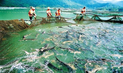 Quy trình nuôi theo tiêu chuẩn quốc tế GLOBAL GAP, giảm thiểu tác động xấu đến môi trường, an toàn với sức khỏe của công nhân và người tiêu dùng. Bằng việc nuôi trong nguồn nước sạch, sử dụng thức ăn tự nhiên và nhập khẩu trực tiếp từ các tập đoàn hàng đầu thế giới về cung cấp giải pháp dinh dưỡng bền vững và cải tiến cho ngành thủy sản, cá tầm thương phẩm của Tập đoàn có chất lượng sánh ngang với cá tầm đánh bắt ngoài thiên nhiên.