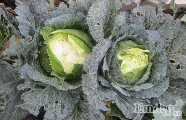 Ngỡ ngàng với vườn rau quả và bầy gà trên “nóc nhà” của bà mẹ Hà Nội