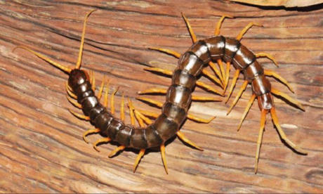 10 lo&agrave;i vật mới được ph&aacute;t hiện trong năm 2017