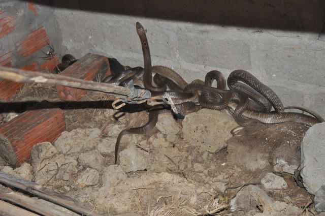 Những con rắn hổ mang, hổ trâu đang chờ xuất bán trong chuồng.