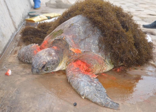 Cá thể rùa biển này được phát hiện trong tình trạng bị thương nặng.