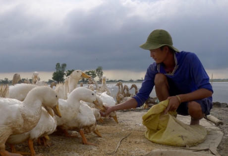 Đàn vịt, đàn cò, cá, ếch, nhái...đang giúp Tiếng làm nên hệ sinh thái tự nhiên trên đồng ruộng. Ảnh: H.H.