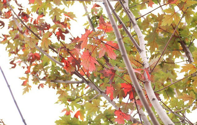 Phong lá đỏ có tán rộng, vào mùa thu cây chuyển màu vàng đỏ hoặc màu cam, và rụng lá vào mùa Đông. Hiện tại, hàng cây trên phố Trần Duy Hưng – Nguyễn Chí Thanh cũng đã bắt đầu chuyển màu, mang đến diện mạo mới cho tuyến phố trong tiết trời sang Thu ở Hà Nội.