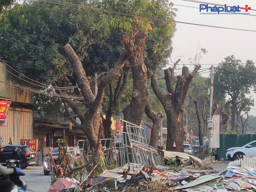 Những cây xà cừ cổ thụ bị cắt bỏ phần cành lớn, chỉ còn lại thân chính cao từ 4 đến 6m. Tiếp sau đó, đơn vị thi công sẽ tiến hành đốn hạ lấy mặt bằng để thi công dự án.