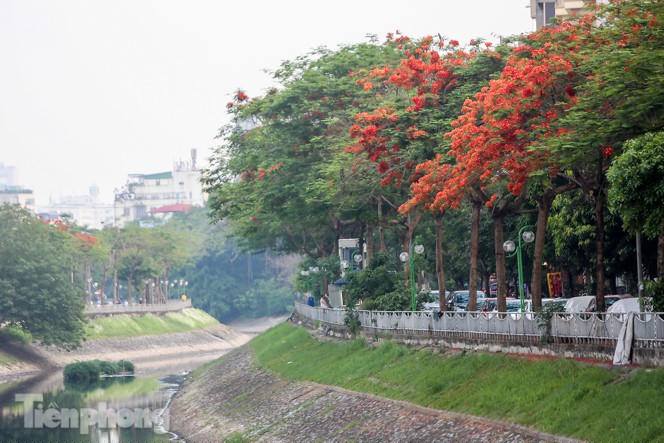 Những phố hoa Hà Nội làm xao xuyến lòng người - ảnh 7