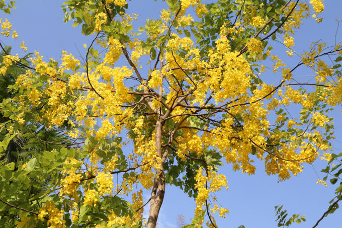 Trên đường Lạc Long Quân, muồng hoàng yến cũng cho hoa vàng rất đẹp, tán rộng. Mùa hoa muồng hoàng yến kéo dài từ tháng 5 đến tháng 7 hàng năm.