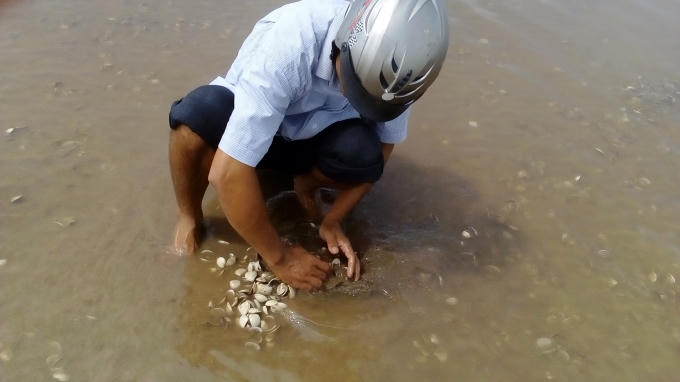 Người dân kiểm tra ngao chết.