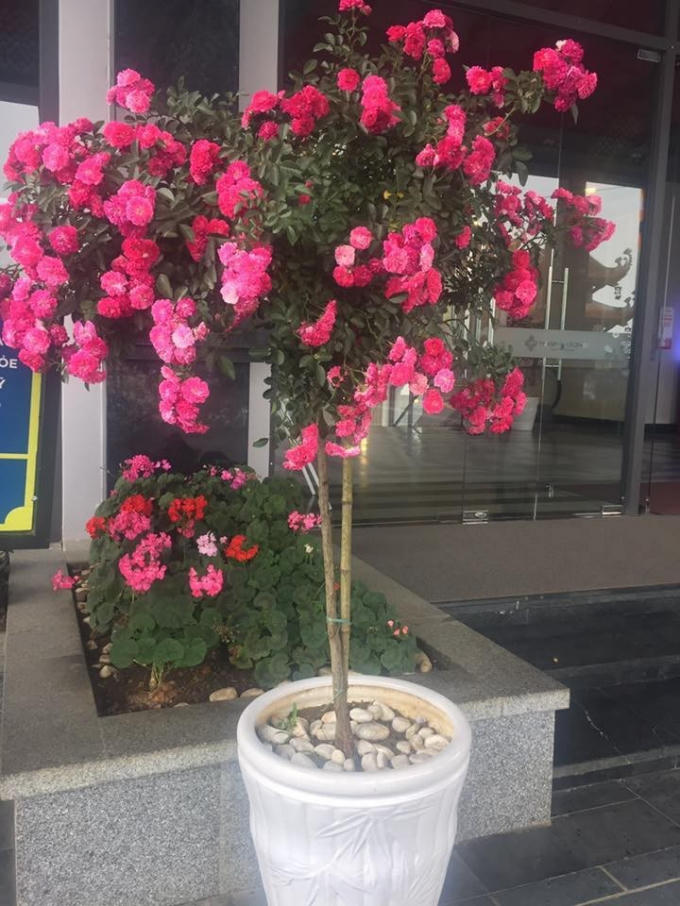 Khác với hồng nhung, hoa hồng cổ Sapa có màu hồng sẫm, cánh hoa đều nhau, thời gian nở rất lâu và có mùi thơm nồng nàn quyến rũ. Theo bước chân người Pháp, loài hoa hồng quý hiếm này đã có mặt tại Sapa, cũng bởi hợp khí hậu, thổ nhưỡng Sapa nên hoa có thể nở quanh năm. Tại khu vực ga đi, hồng leo tầm xuân đồng loạt bung nở nhuộm đỏ cả một vạt đồi.