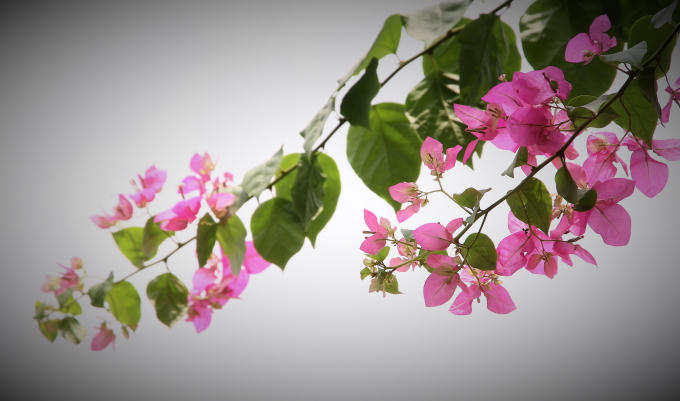 Cây hoa giấy dễ thích nghi với khí hậu và môi trường của nó. Cây hoa giấy có thể bám và giữ vào các cây trồng khác. Cây có thể phát triển trong ánh sáng mặt trời đầy đủ đến bóng râm bán phần