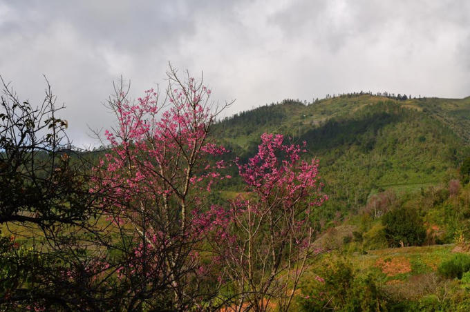 Rực rỡ sắc hoa Tớ D&agrave;y chiều Đ&ocirc;ng La P&aacute;n Tẩn