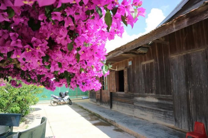 Những chùm hoa khoe sắc dưới nắng hè.