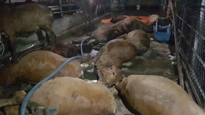 Đàn bò chết bất thường sau khi ăn xong.