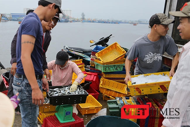 Đà Nẵng sẽ kiểm soát nguồn gốc và chất lượng cá đưa ra thị trường Đà Nẵng.