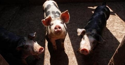 Nhiều gia đình ở Quận Hà Đông vẫn đang nuôi lợn.