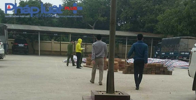 Cơ quan chức năng đang kiểm đếm số lượng lớn gỗ nghiến xẻ nhóm 2A tại sân trụ sở Công an TP Tuyên Quang. (Ảnh: Tiến Vũ).