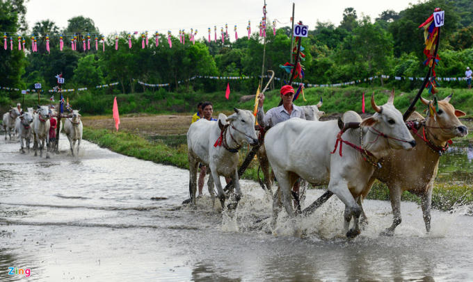 Ở An Giang có hai sân đua bò là Chùa Rô và Chùa Thommit. Sân Chùa Rô được nhiều nhiếp ảnh gia thích thú hơn cả, dễ chụp các bức hình đẹp vì độ rộng của làn đua đảm bảo, độ ngập nước vùa đủ để bò có thể chạy nhanh nước bắn tung tóe, soi bóng.