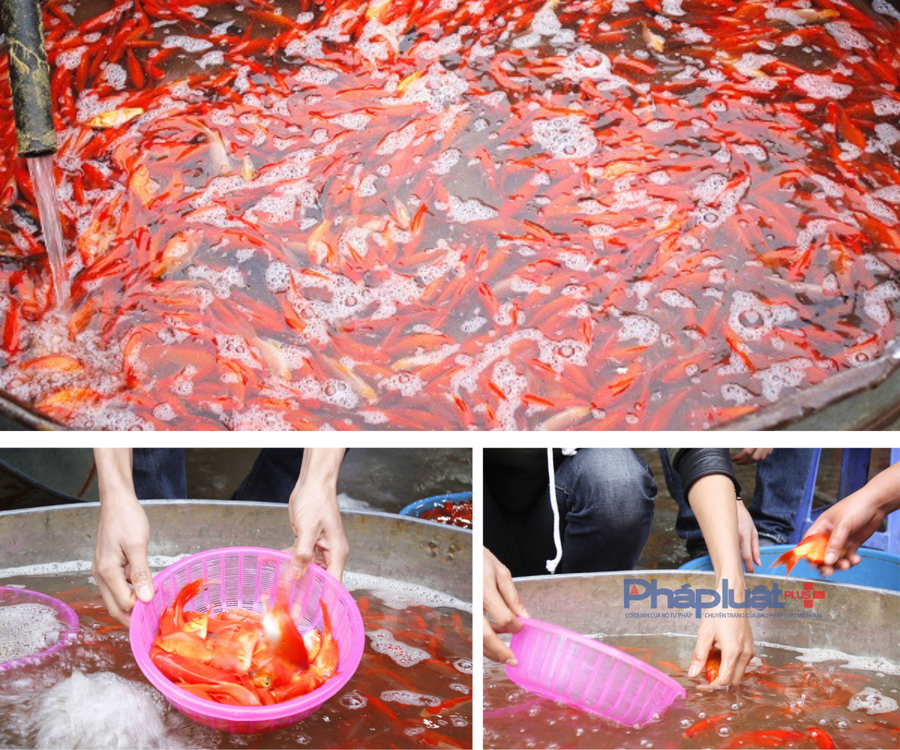 Hàng vạn con cá chép đỏ được các tiểu thương nhập về phục vụ người dân trước và trong ngày 23 tháng chạp.