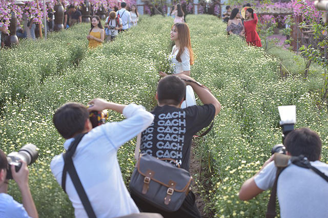 Những ngày này ở các vườn hoa ngoại thành rộn rịp bạn trẻ tới chụp ảnh, ngắm hoa cúc hoạ mi.