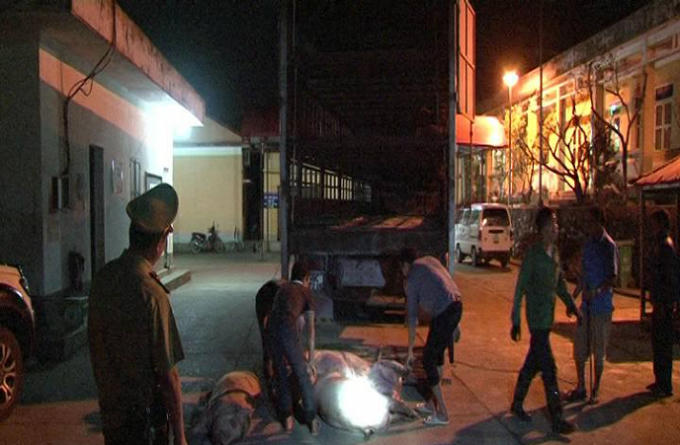 Lực lượng chức năng tiến hành kiềm tra, tạm giữ xe và gần 1 tấn lợn chết.