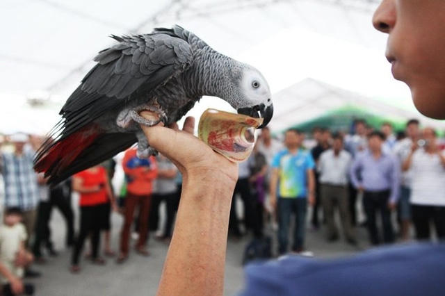 ...và chúng dùng mỏ mang tiền về cho chủ nhân.