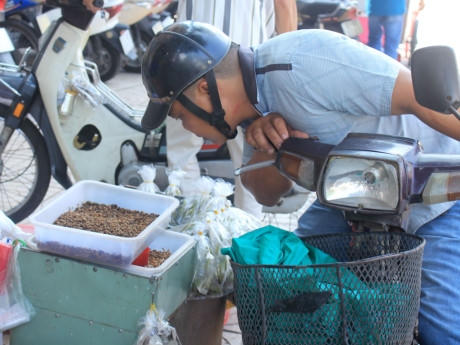 Một khách hàng chăm chú nhìn loại sâu mới.