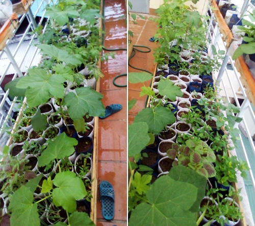 Các túi đựng cây được đặt trong một khay nước lớn, có lối thoát để hạn chế mực nước ở khoảng 2 – 4cm, tránh tình trạng cây ngập úng.