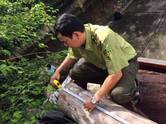 Lực lượng kiểm lâm kiểm tra đo đạc số gỗ trên.