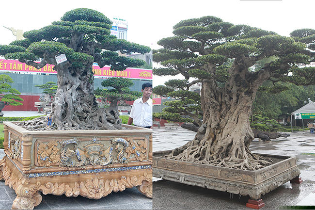 mua cay sanh co qua cao, cat lam doi tao thanh 2 cay ban gan 20 ty hinh anh 1