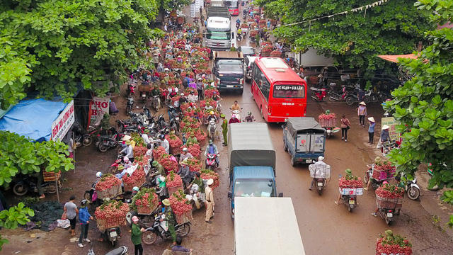 Mấy ngày gần đây khi mùa thu hoạch vải ở huyện Lục Ngạn (Bắc Giang) vào chính vụ, tại thị trấn Chũ luôn nhộn nhịp cảnh xe máy ô tô lớn nhỏ đi bán hoặc thu mua vải.
