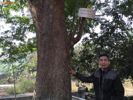 Cận cảnh cây sưa 200 tuổi ở Bắc Ninh sắp bị bán 24,5 tỷ