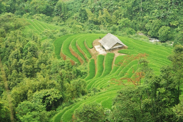 Ruộng bậc thang nơi đây không chỉ là nơi để trồng lúa mà còn trở thành thế mạnh thu hút du lịch.