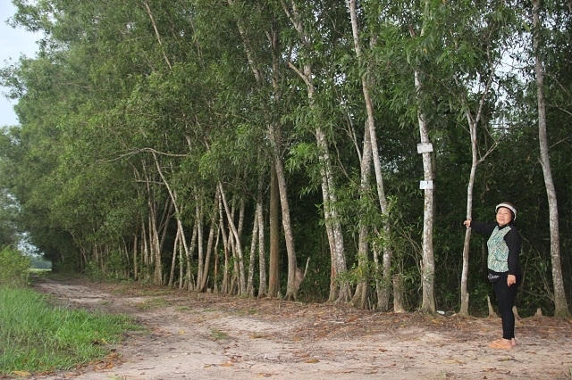 Bà Phạm Thị Sáng chỉ tài sản của mình đã bị bỏ hoang nhiều năm nay.