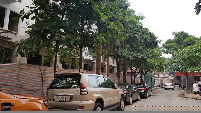 Chủ đầu tư ý đồ chặt hạ hàng cây xanh lâu năm làm đường cho dự án mới.