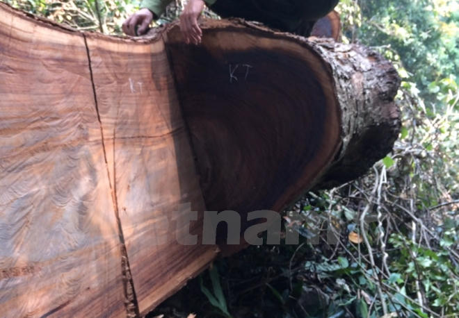 Một c&aacute;n bộ kiểm l&acirc;m kiểm tra c&acirc;y nghiến cổ thụ vừa bị l&acirc;m tặc đốn hạ. (Ảnh: H.V/Vietnam+)